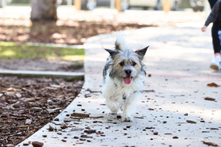 ‘Check the surroundings’: Several reports of rat baits found in Edgar Griffiths Dog Park