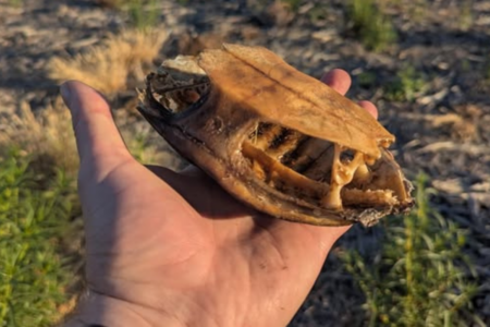 Calls for the state to intervene as snake-necked turtles face local extinction