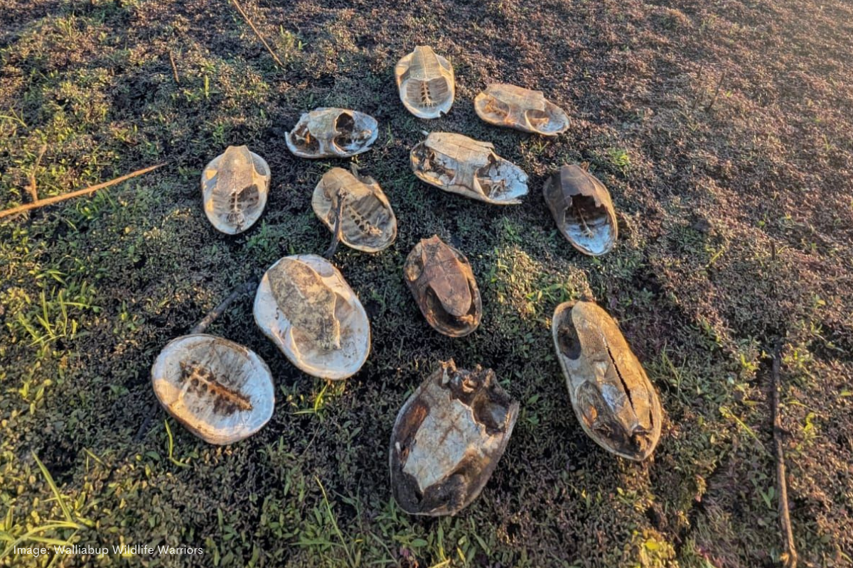 Article image for DBCA questioned over its efforts to protect the snake-necked turtles from local extinction in the wetlands