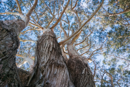 Cash Incentives for Private Property Owners to Preserve Tree Canopy