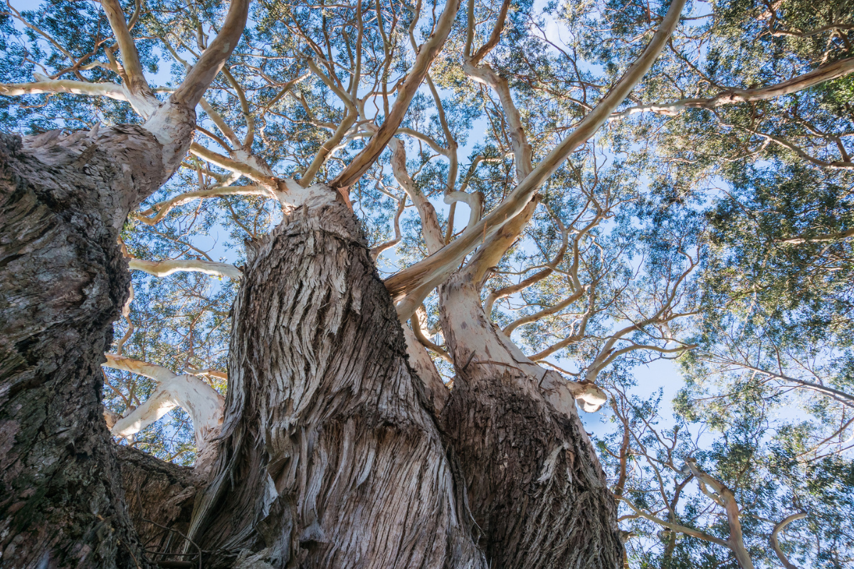 Article image for Cash Incentives for Private Property Owners to Preserve Tree Canopy