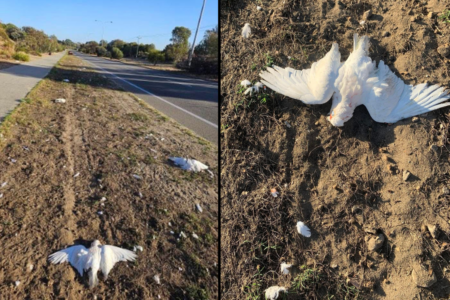 Outrage in North Beach as car allegedly swerves into flock of birds